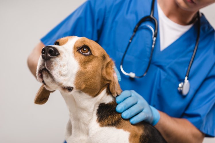 veterinario-cachorro
