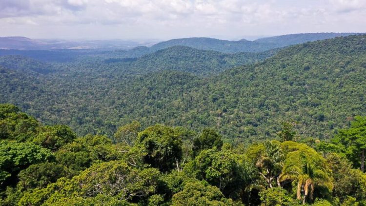 Amazônia pode estar comprometida. Foto: Reprodução